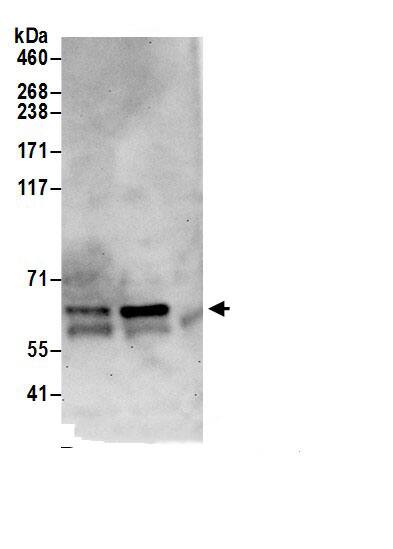 GLMN Antibody