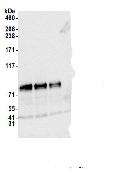 BRD9 Antibody