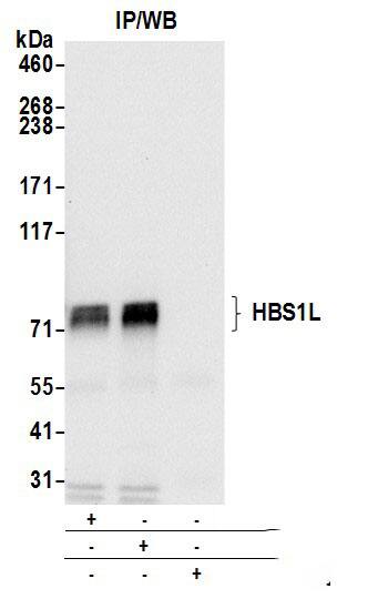 HBS1L Antibody