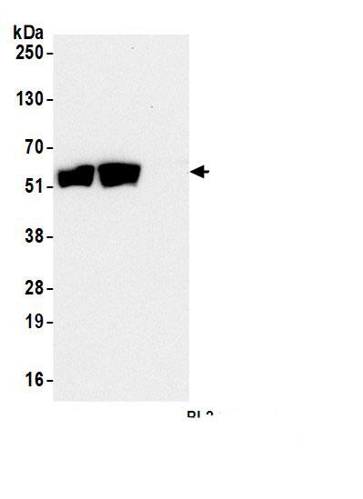 CLPTM1L Antibody