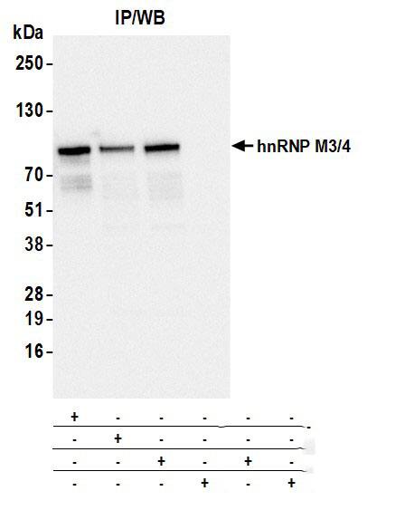 hnRNP M Antibody (2A6-2H3)