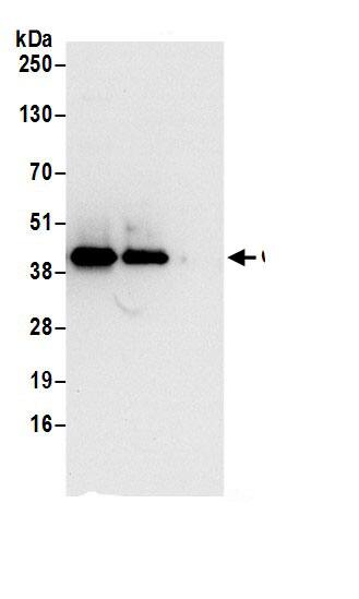 XAB1 Antibody