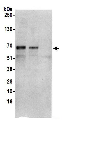 PPIL4 Antibody