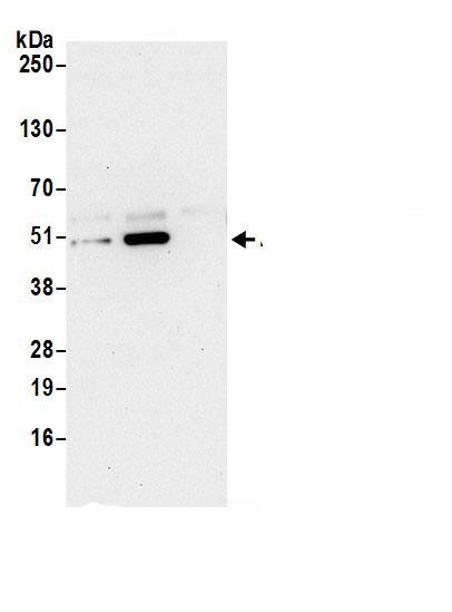 RPL3 Antibody