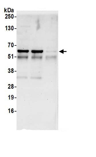 LSM14A Antibody