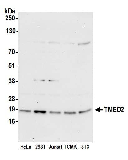 TMED2 Antibody