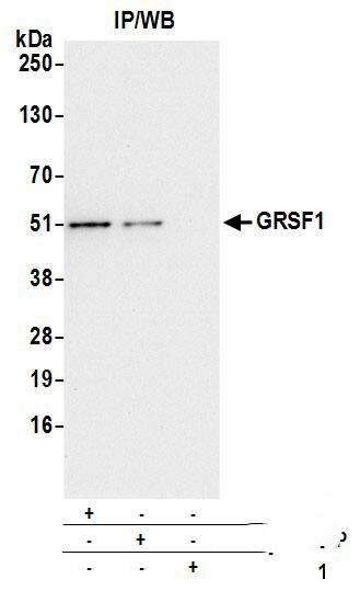 GRSF1 Antibody