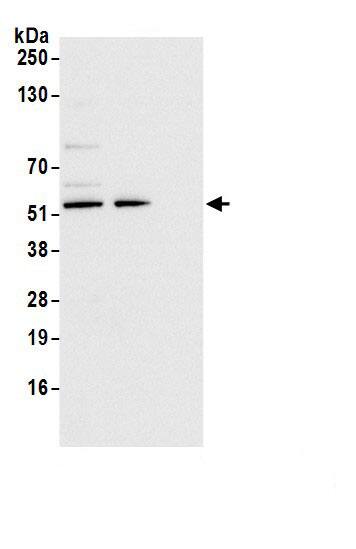 RNMTL1 Antibody