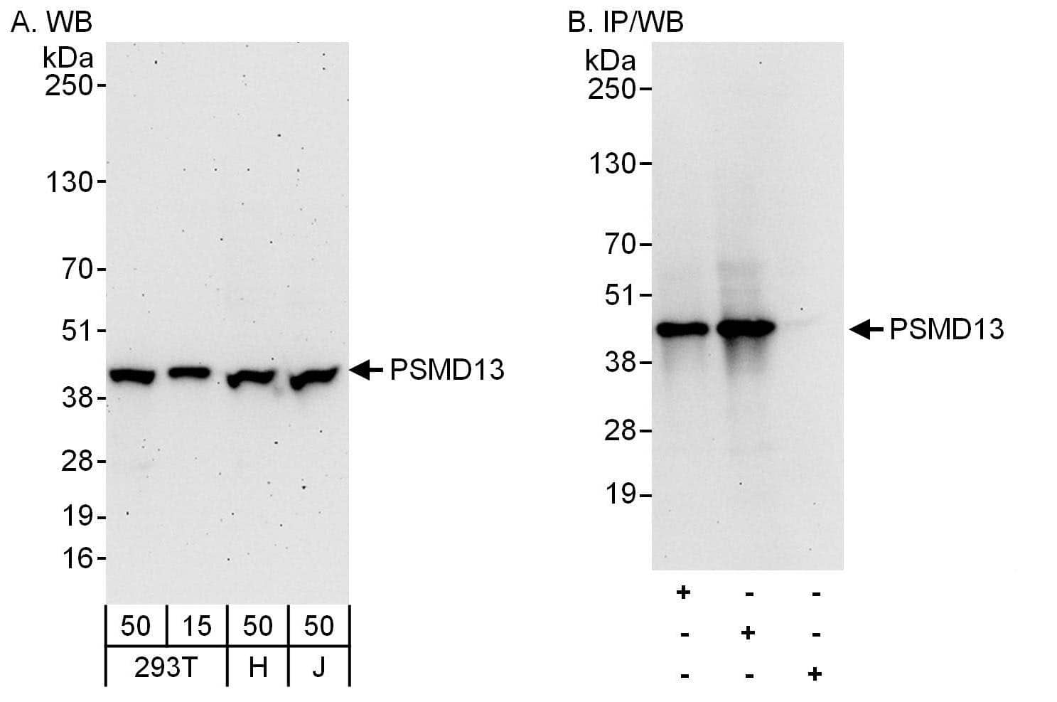 PSMD13 Antibody