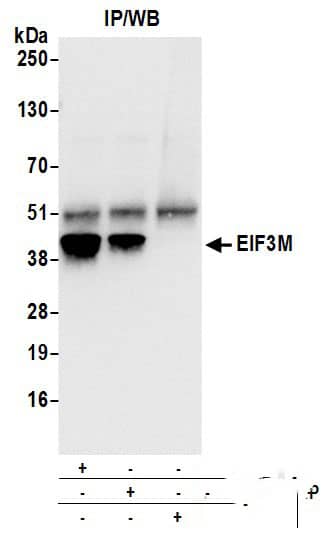 EIF3M Antibody