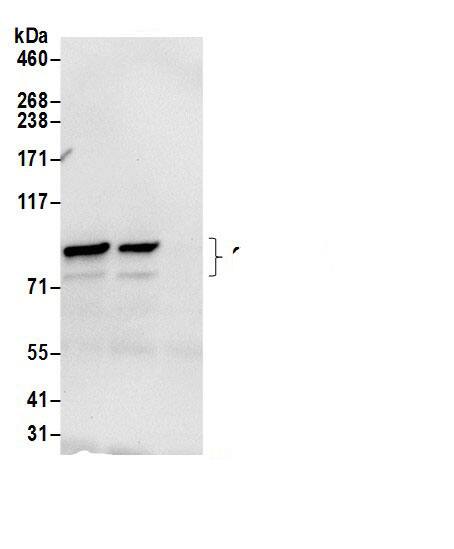 Gamma Adaptin Antibody