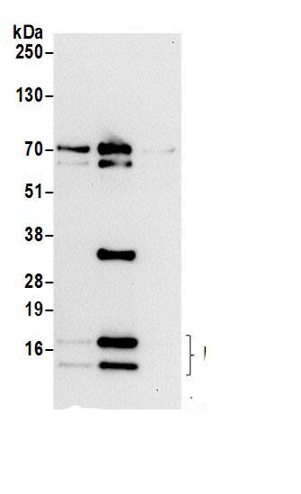 RPL36 Antibody