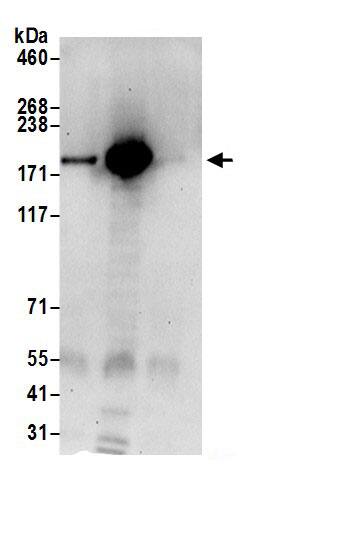 UGGT1 Antibody