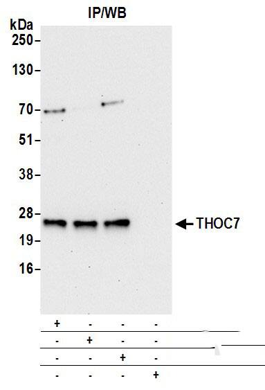 THOC7 Antibody