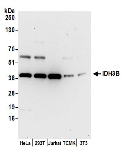 IDH3B Antibody