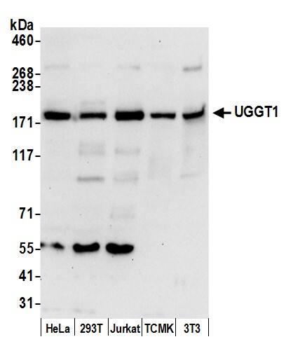 UGGT1 Antibody