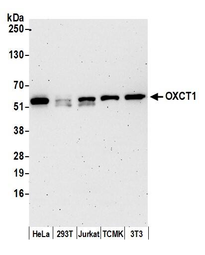 OXCT1 Antibody