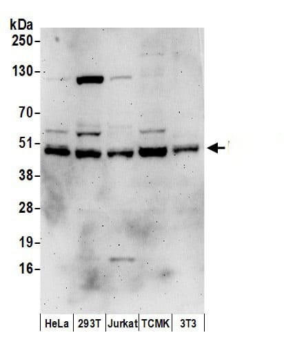 HDJ2 Antibody