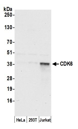 Cdk6 Antibody