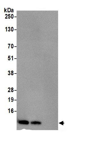 RPS21 Antibody