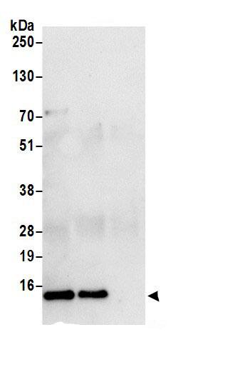 DYNLT1 Antibody