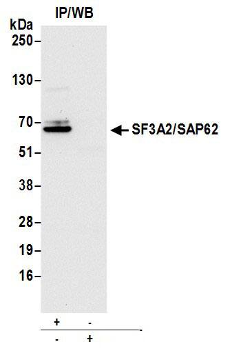 SF3A2 Antibody