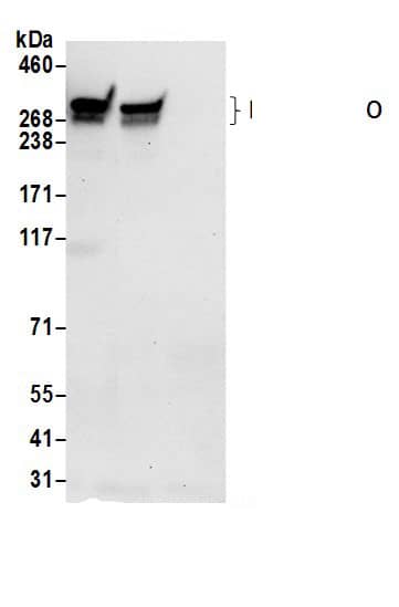 MIA3 Antibody