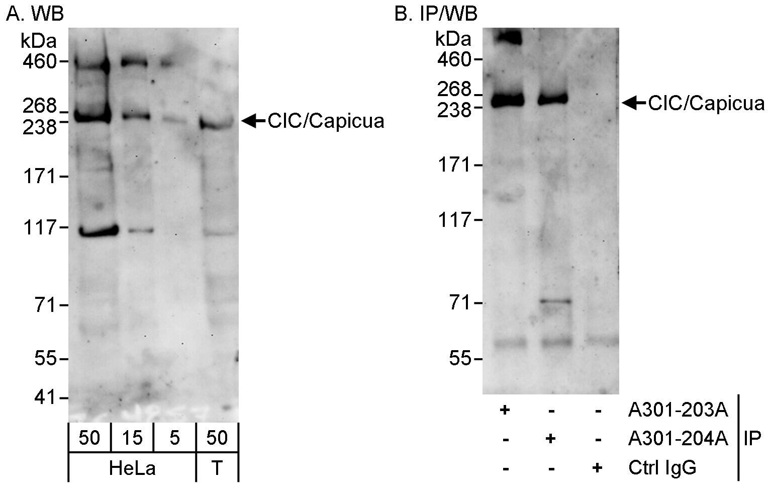 Capicua Antibody