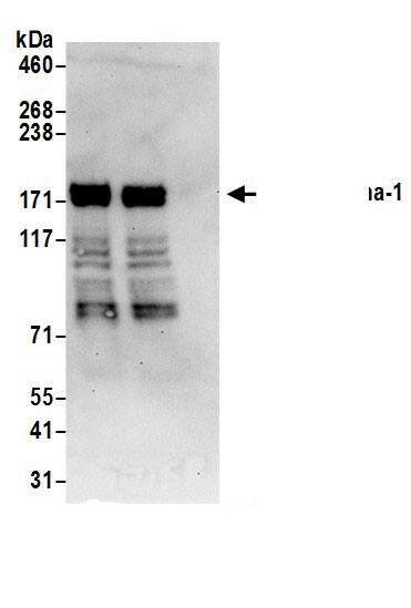 Liprin alpha 1 Antibody