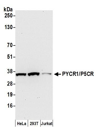 PYCR1 Antibody