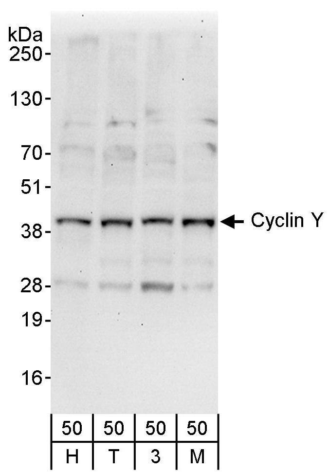 CCNY Antibody