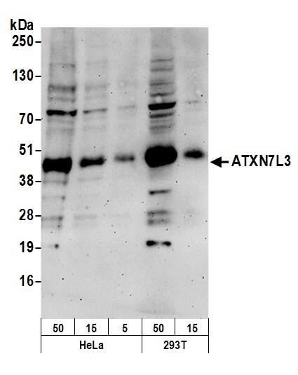 Ataxin 7-Like 3 Antibody