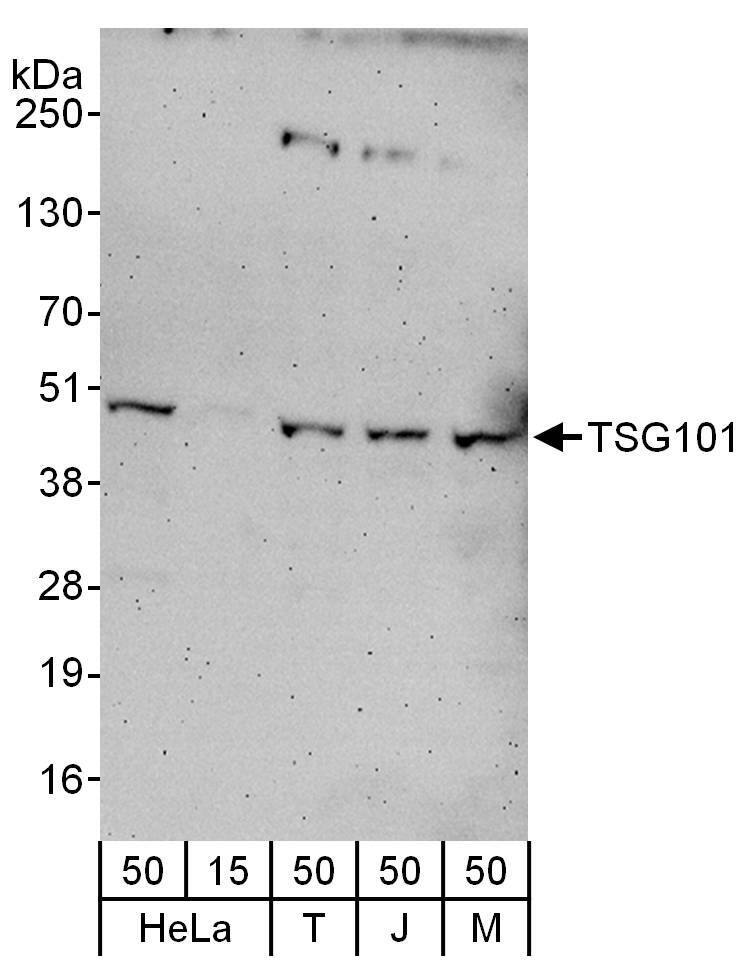 TSG101 Antibody