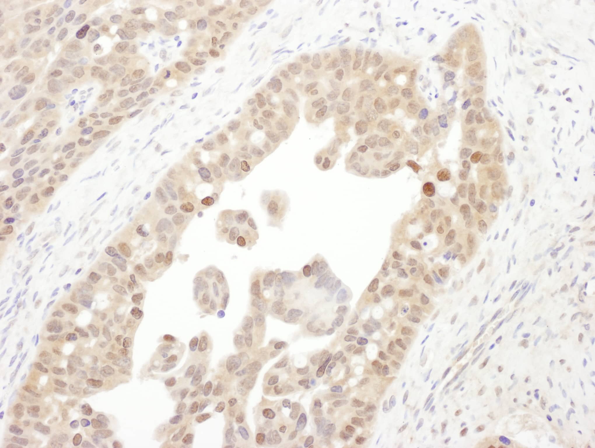 Tbp7 Antibody