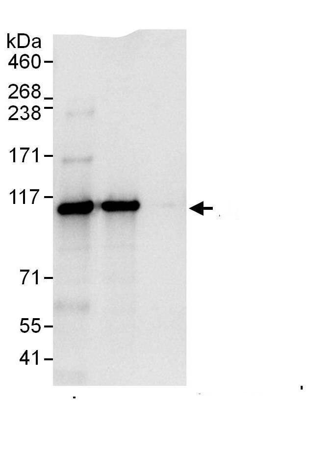Rpn2 Antibody