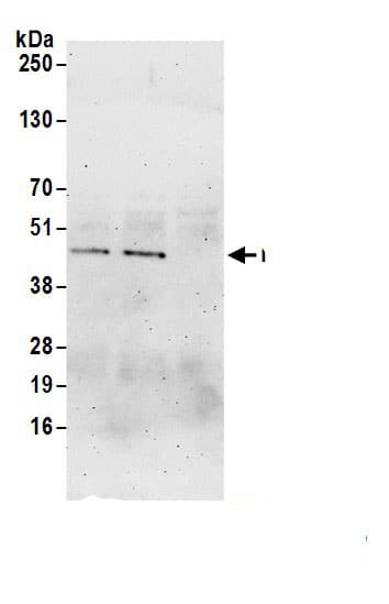 FAM54A Antibody