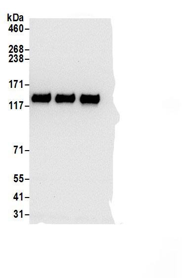 SEC24B Antibody