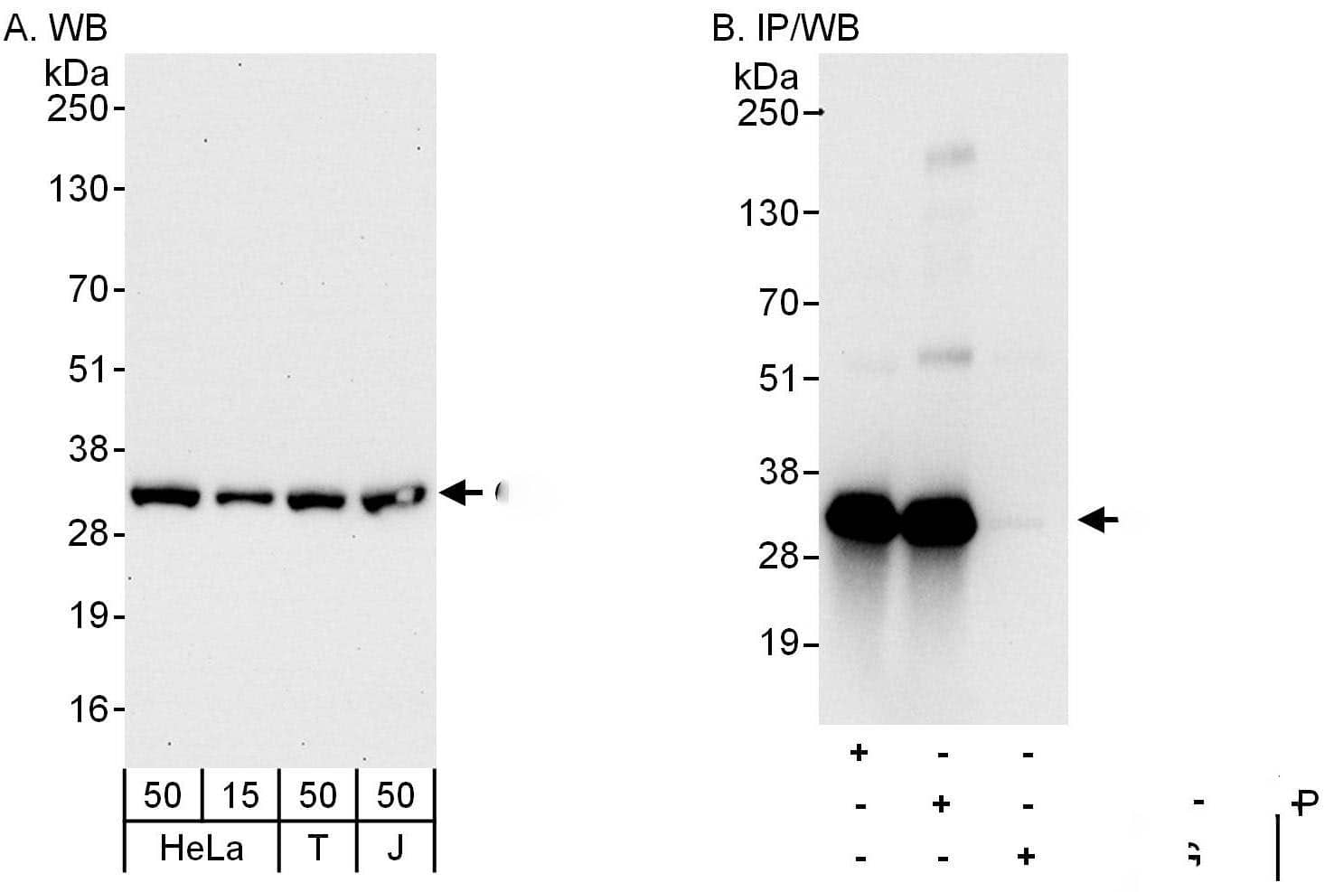 CIP29 Antibody