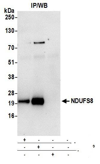 NDUFS8 Antibody