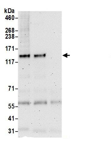 MPRIP Antibody