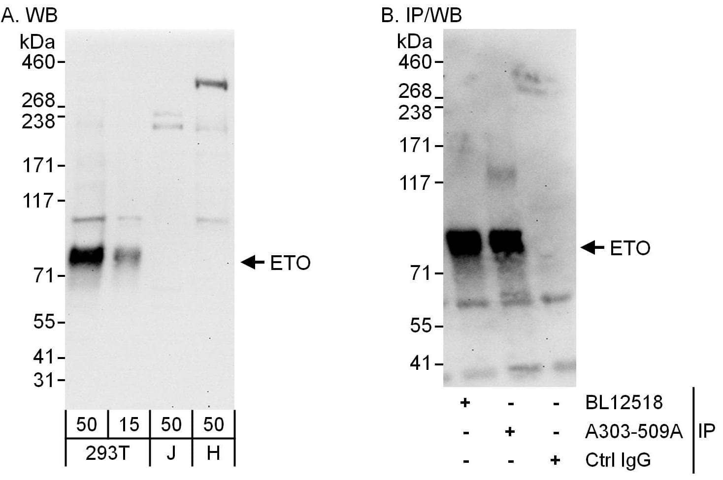 RUNX1T1/ETO Antibody