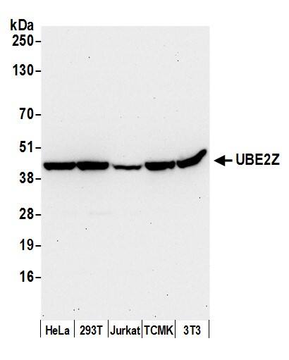 UBE2Z Antibody