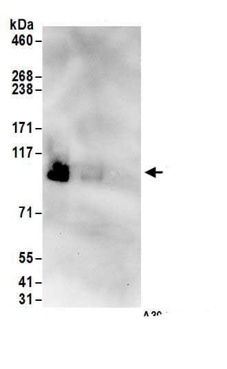 CINAP Antibody