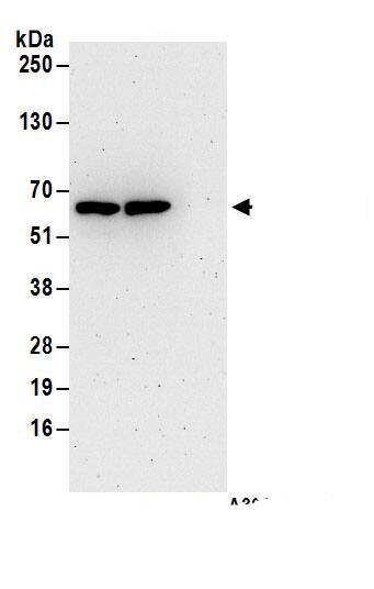DYNC1LI1 Antibody