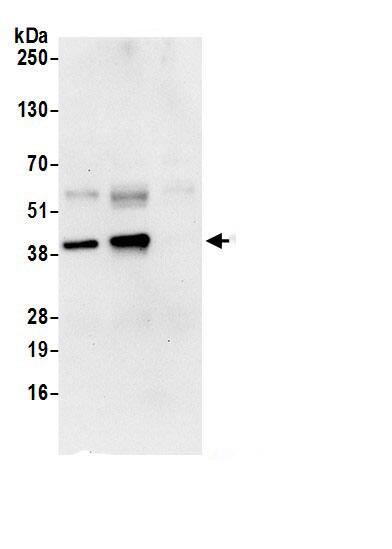 TRA2B Antibody