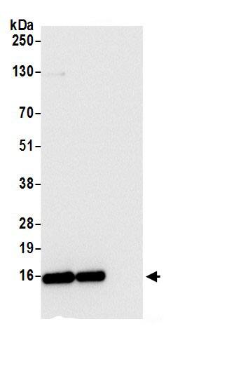 RPS12 Antibody