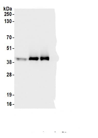 LUC7L2 Antibody