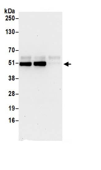 HS1BP3 Antibody