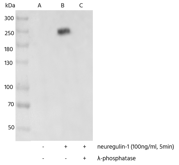 ErbB3/Her3 [p Tyr1289] Antibody (0004) - Azide and BSA Free