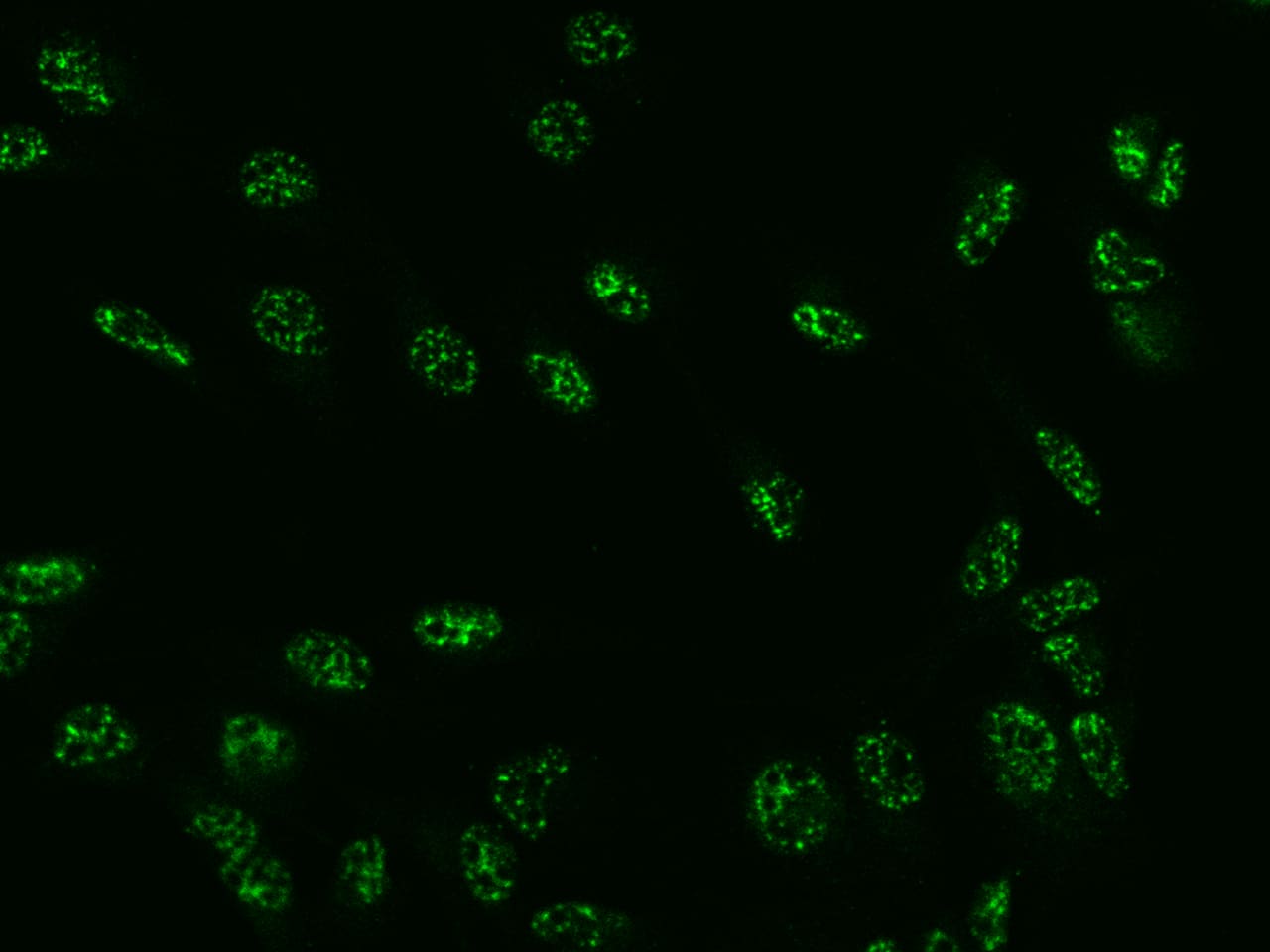 SON Antibody - BSA Free